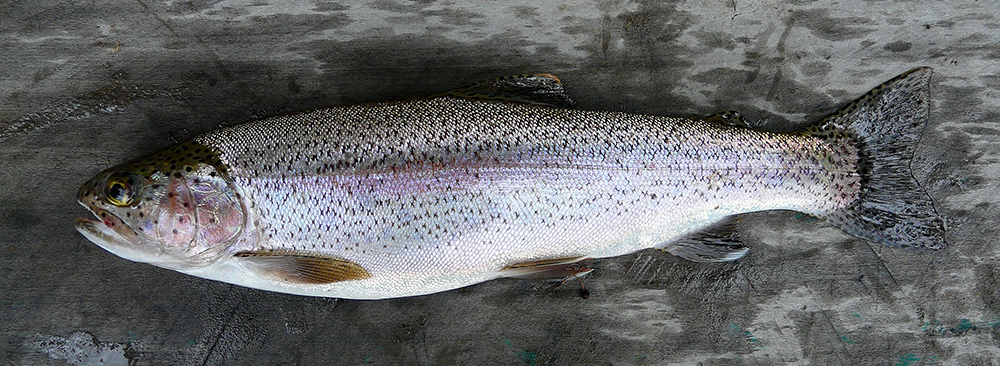 Regnbueørret III Rio Palena