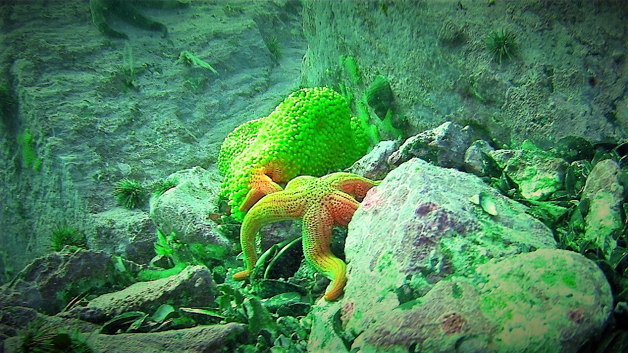 Biodiversidad bajo las aguas del Área Marina Costera Protegida de Múltiples Usos Pitipalena-Añihué, en una imagen: Estrella de mar (Stichaster striatus) junto a una esponja (Cliona chilensis).